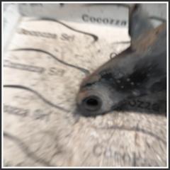 Immagine di Braccio oscillante BRACCIO SOSP.ANT.SX | sx. | ant.