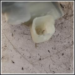 Immagine di Sportello Carburante post. dx. RENAULT Rafale 781206216R