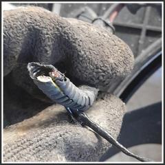 Bild von Elettroventola Motore DACIA Spring 214810527R 2410110346